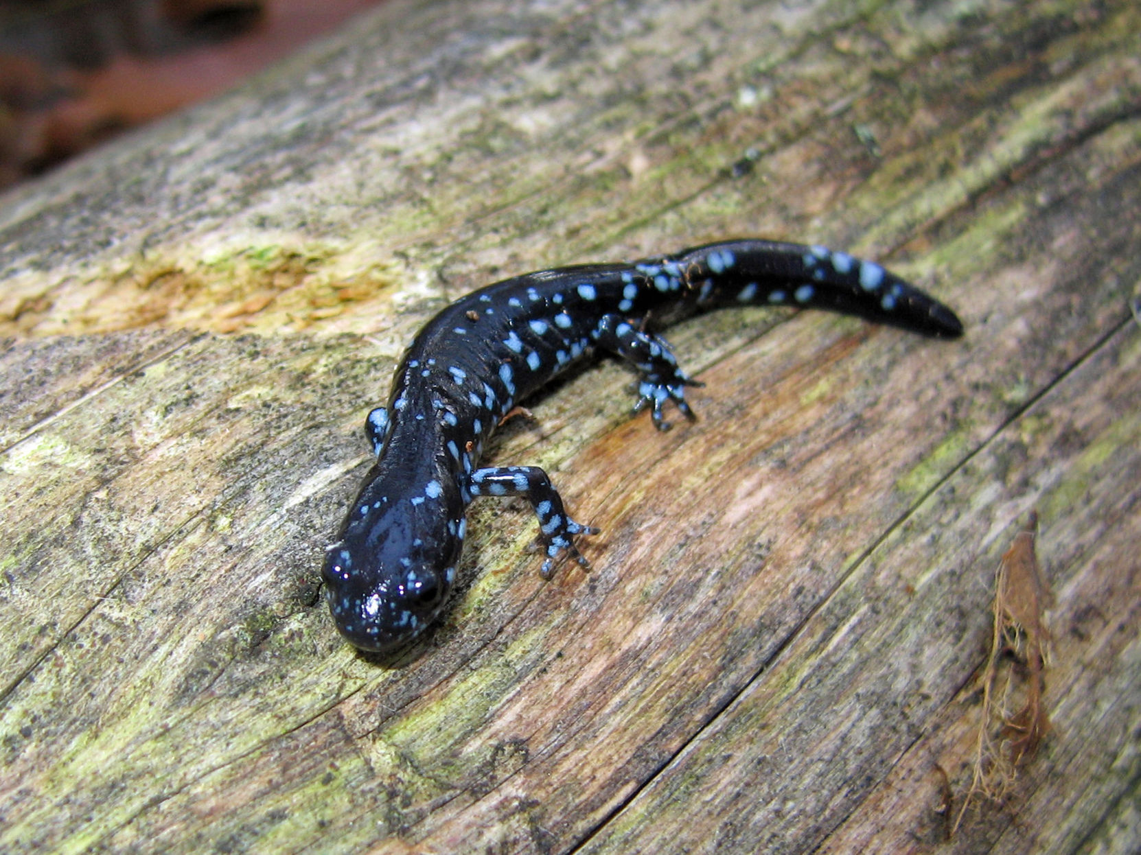 Blue-spotted salamander